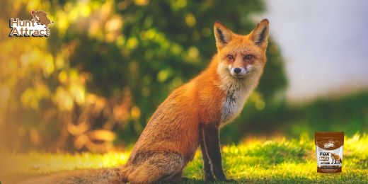 Wie lockt man den Fuchs effektiv an?