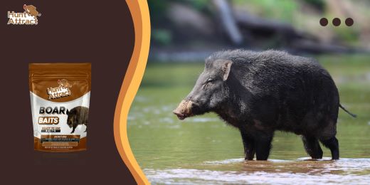 Wie kann man die Wirksamkeit eines Wildschwein-Lockmittels testen?