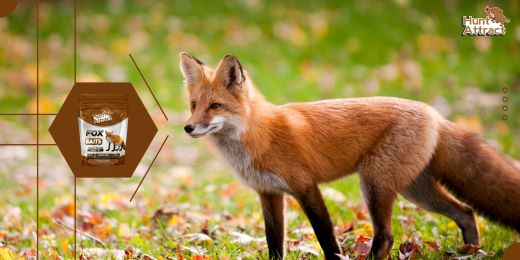 Wie lagere ich meinen Fuchs-Lockstoff richtig?