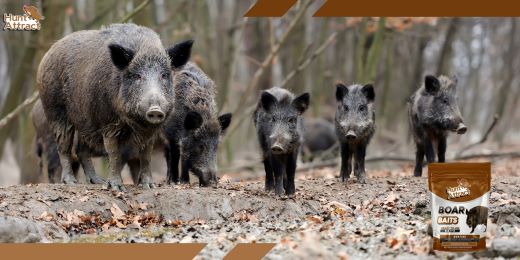 Was sind häufige Fehler, die man bei der Verwendung eines Wildschwein-Lockmittels vermeiden sollte?