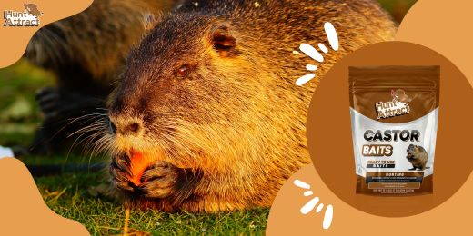 Wie setzt man einen Nutria-Lockstoff effektiv ein?