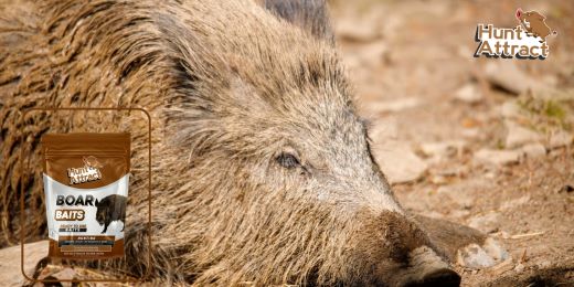 Welche Vorteile bietet die Verwendung eines Wildschwein-Lockmittels?