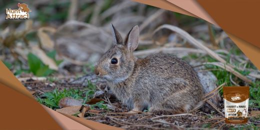 Was sind die Hauptbestandteile eines guten Lockmittels für Kaninchen?