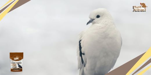 Wie ködert man eine Taube?