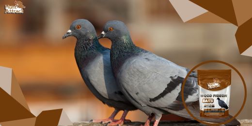 Wie können Taubenlockstoffe dabei helfen, Tauben anzulocken?