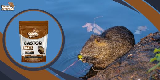 Wie funktioniert ein Nutria-Lockstoff?