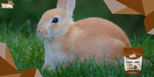 Wie setzt man den Lockstoff für Kaninchen effektiv ein?