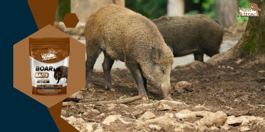 Was sind die wesentlichen Inhaltsstoffe eines Wildschwein-Lockmittels?