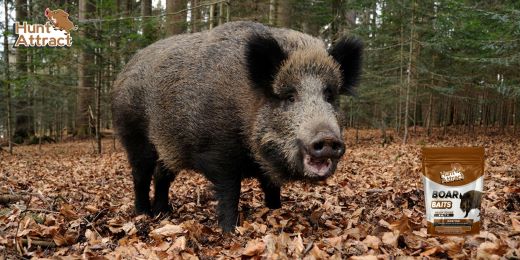 Wie verwendet man einen Wildschwein-Lockstoff?