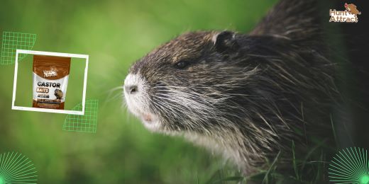 Welche Vorteile bietet die Verwendung von Nutria-Lockstoffen?