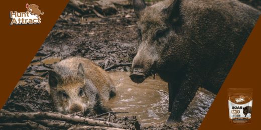 Was ist der beste Lockstoff für Wildschweine?