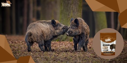 Welche Expertentipps gibt es, um die Attraktivität meines Wildschwein-Lockmittels zu maximieren?