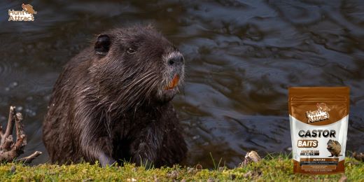 Wie lockt man Nutria an?