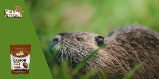 Welcher Köder, um Nutria anzulocken?